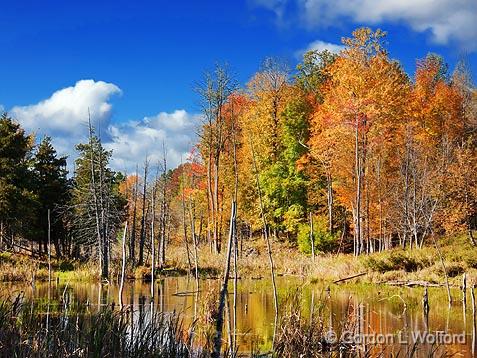 Autumn Marsh_22974.jpg - Photographed at Rideau Lakes, Ontario, Canada.